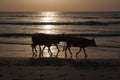 Cows walking on the beach Royalty Free Stock Photo