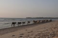 Cows walking on the beach Royalty Free Stock Photo