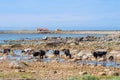 Cows walking on the beach Royalty Free Stock Photo