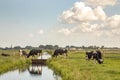 Cows walking on a bridge over a creek, reflection in the water, flat land and water and on the horizon a blue sky with clouds Royalty Free Stock Photo