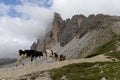 Cows walking in front of Tre Cime di Lavaredo, the Dolomites, Italy