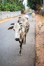 Cows walking in Goa