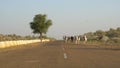 Cows walking on highway, Thar desert, Rajasthan
