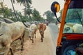 Cows walking on Indian road