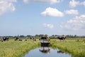 Cows walking over a narrow bridge over a creek, reflection in the water, in a typical landscape of Holland, flat land and water Royalty Free Stock Photo