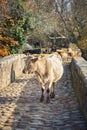 Cows walking on a Roman bridge. Rural world Royalty Free Stock Photo