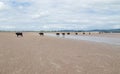 Cows walking on a sandy beach Royalty Free Stock Photo