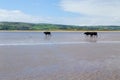 Cows walking on a sandy beach Royalty Free Stock Photo