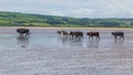 Cows walking on a sandy beach Royalty Free Stock Photo