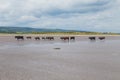 Cows walking on a sandy beach Royalty Free Stock Photo