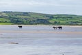 Cows walking on a sandy beach Royalty Free Stock Photo