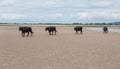 Cows walking on a sandy beach Royalty Free Stock Photo