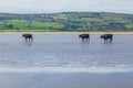 Cows walking on a sandy beach Royalty Free Stock Photo