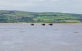 Cows walking on a sandy beach Royalty Free Stock Photo