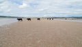 Cows walking on a sandy beach Royalty Free Stock Photo