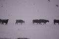 Cows walking into the snow storm. Royalty Free Stock Photo