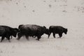 Cows walking into the snow storm. Royalty Free Stock Photo