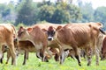 Herd of Cows Walking in a Summer Meadow