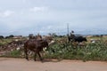 Cows walking by Trash and Rubbish dumped on the side of the street Royalty Free Stock Photo