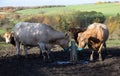 Cows at the watering. Royalty Free Stock Photo