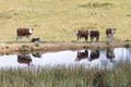 Cows at a watering hole in a large grassy agricultural field Royalty Free Stock Photo