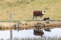 Cows at a watering hole in a large grassy agricultural field Royalty Free Stock Photo