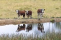 Cows at a watering hole in a large grassy agricultural field Royalty Free Stock Photo