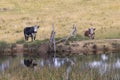 Cows at a watering hole in a large grassy agricultural field Royalty Free Stock Photo