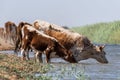 Cows at a watering place drink water and bathe during strong heat and drought