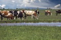 Herd Of Cows Grazing On Green Pasture