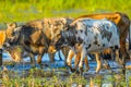 Cows in the waters of the Danube Delta,