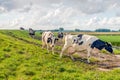 Cows on the way to milking parlor Royalty Free Stock Photo