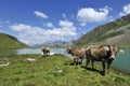 Cows at Weisssee Royalty Free Stock Photo