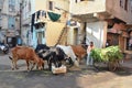 Cows were feed at morning near Manek Chowk, Ahmedabad