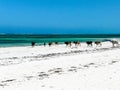 Cows on a white sandy beach Royalty Free Stock Photo