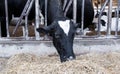 Cows who eat hay in a barn on a dairy farm Royalty Free Stock Photo