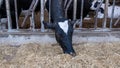 Cows who eat hay in a barn on a dairy farm Royalty Free Stock Photo