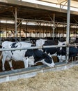 Cows who eat hay in a barn on a dairy farm Royalty Free Stock Photo