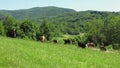 Cows in a wide glade surrounded by mountains. Cowherd oversees a herd of cows.