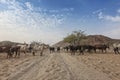 Cows and wild ox grazing in a remote area of the cunene. Angola. Africa.