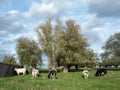 cows and willows near charlerois in belgium