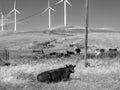 Cows on the wind farm Montezuma Hills Royalty Free Stock Photo