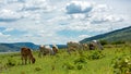 Cows with wind turbine on background. Cows for food indurstire Royalty Free Stock Photo