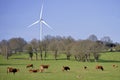 Cows and wind turbine in the meadow Royalty Free Stock Photo