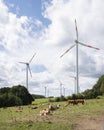 Cows and wind turbines in meadow