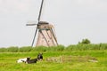 Cows and windmill Royalty Free Stock Photo
