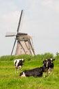 Cows and windmill Royalty Free Stock Photo