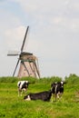 Cows and windmill Royalty Free Stock Photo