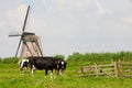 Cows and windmill Royalty Free Stock Photo