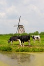 Cows and windmill Royalty Free Stock Photo